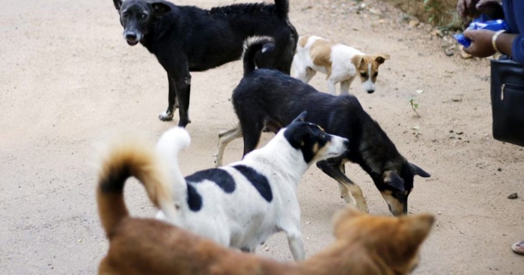Supreme Court stray dog management order