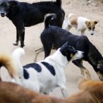Supreme Court Directs High Courts to Monitor Compliance of Stray Dog Management Orders; Warns of Contempt Action Against Erring Officials